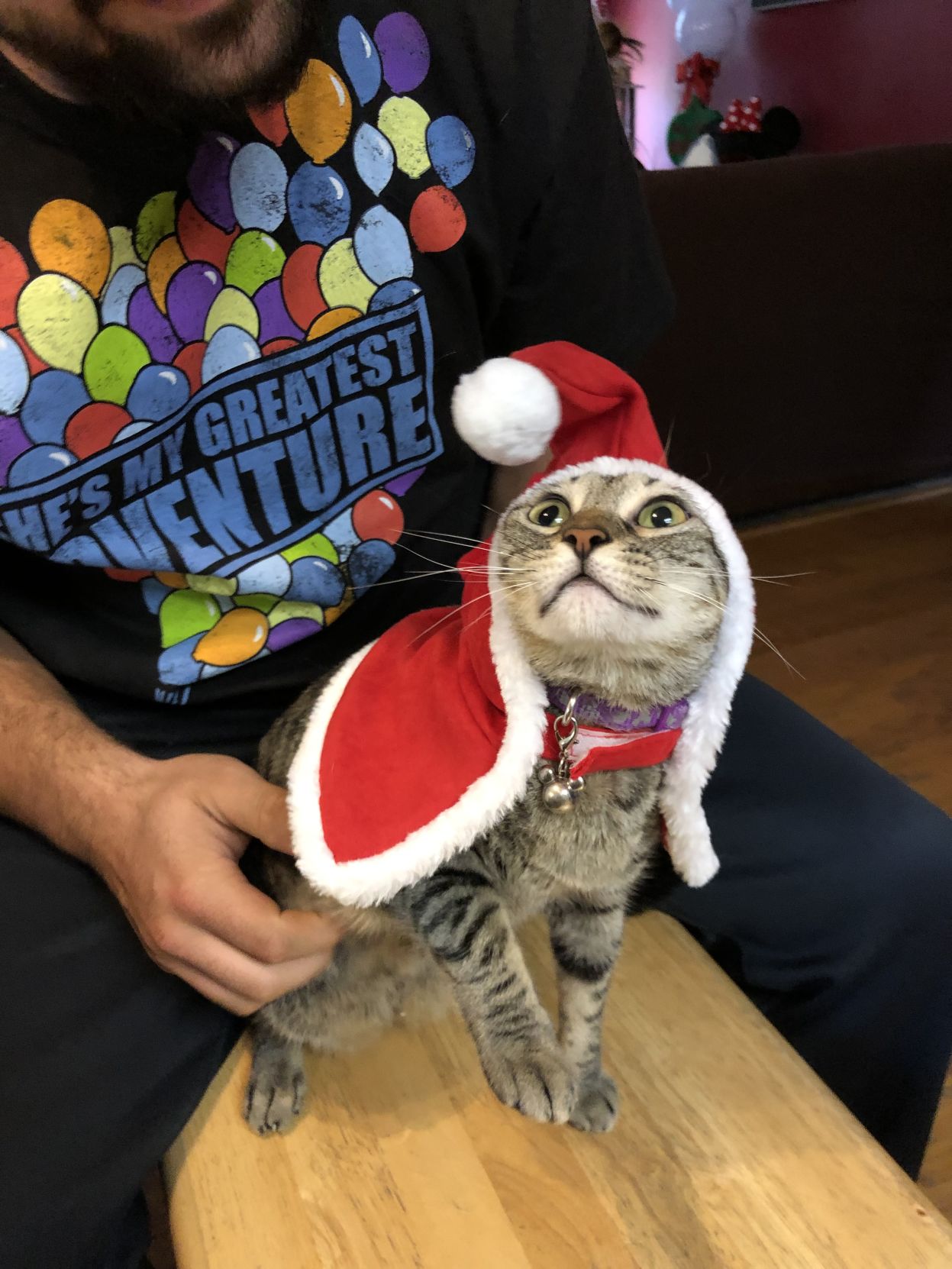 Chistmas Cats 2018